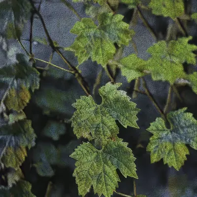 Apparatus Vitis #72