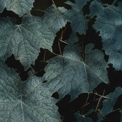 Apparatus Vitis #10