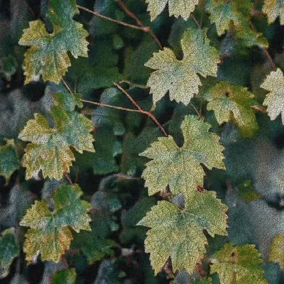 Apparatus Vitis #71