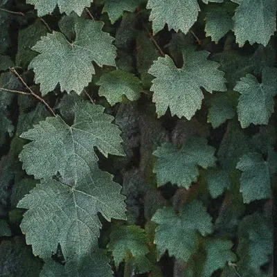 Apparatus Vitis #70