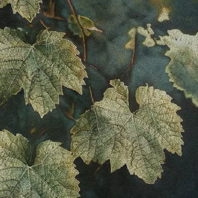 Apparatus Vitis #69