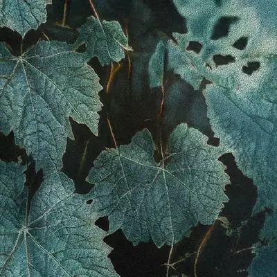 Apparatus Vitis #68