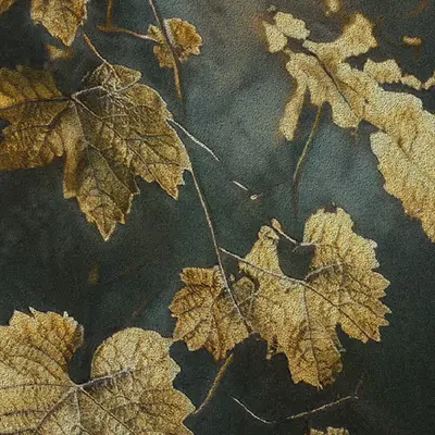 Apparatus Vitis #67
