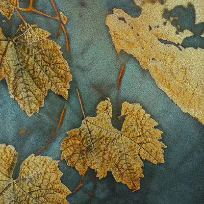 Apparatus Vitis #66