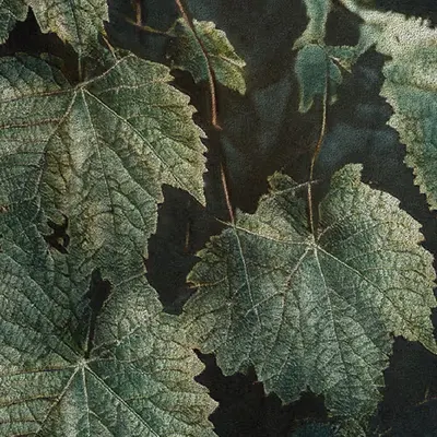 Apparatus Vitis #65