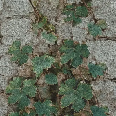 Apparatus Vitis #64