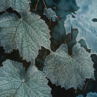Apparatus Vitis #63