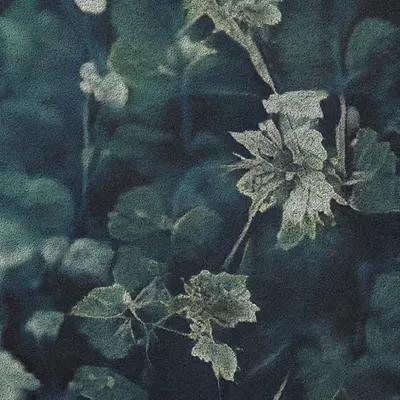 Apparatus Vitis #62