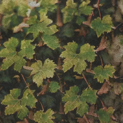Apparatus Vitis #9