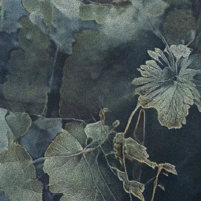 Apparatus Vitis #61