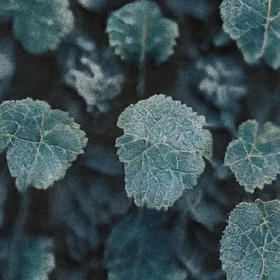 Apparatus Vitis #60
