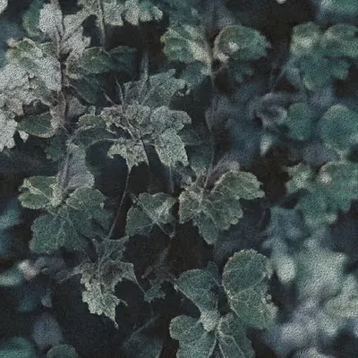 Apparatus Vitis #59