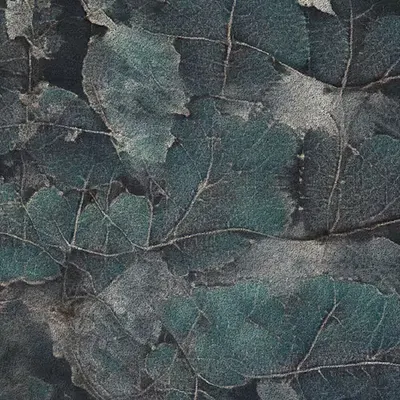 Apparatus Vitis #58