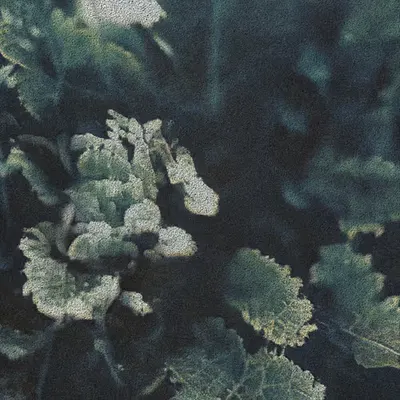 Apparatus Vitis #56