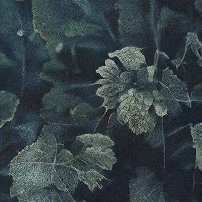 Apparatus Vitis #54