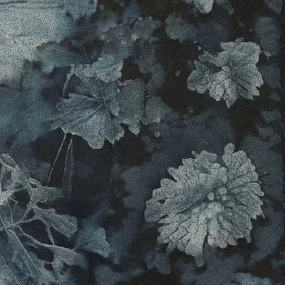 Apparatus Vitis #52