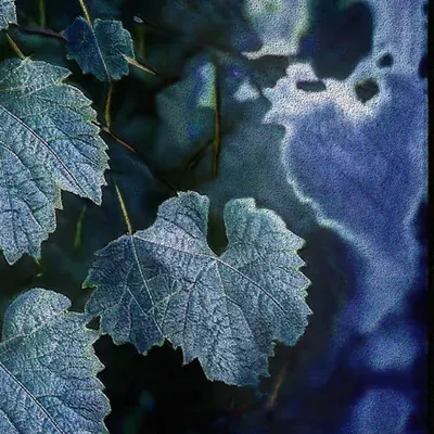 Apparatus Vitis #8