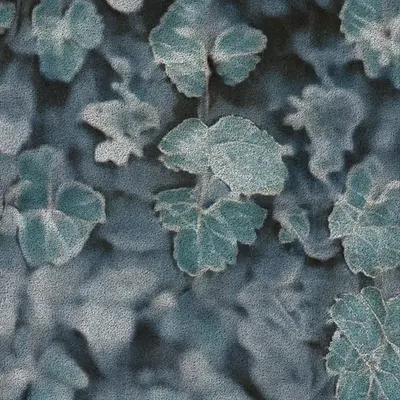 Apparatus Vitis #51