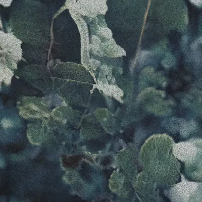 Apparatus Vitis #50