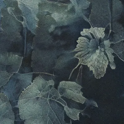 Apparatus Vitis #49