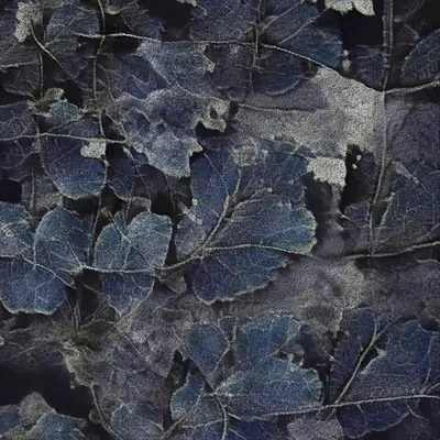 Apparatus Vitis #47