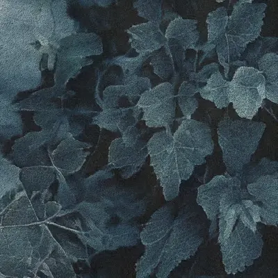Apparatus Vitis #46