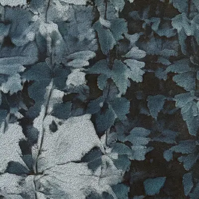 Apparatus Vitis #45
