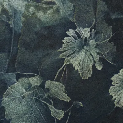 Apparatus Vitis #44