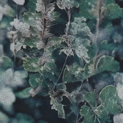 Apparatus Vitis #43