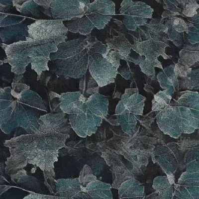 Apparatus Vitis #42