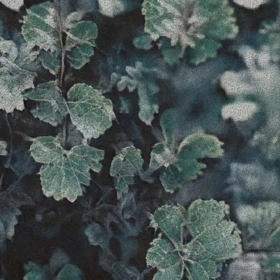 Apparatus Vitis #41