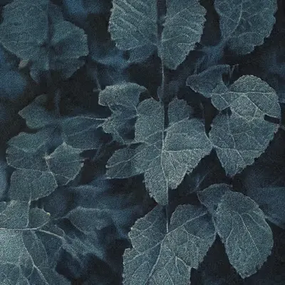 Apparatus Vitis #40