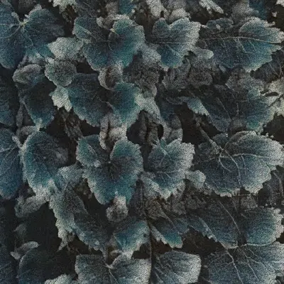 Apparatus Vitis #39
