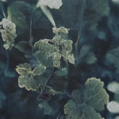 Apparatus Vitis #38