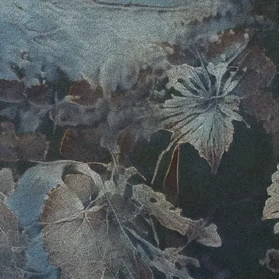 Apparatus Vitis #37