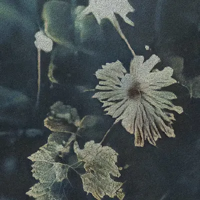 Apparatus Vitis #36