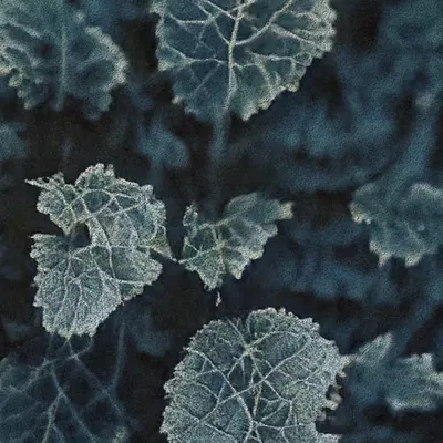 Apparatus Vitis #35