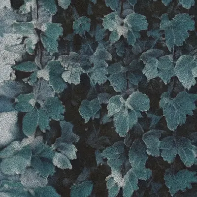 Apparatus Vitis #34