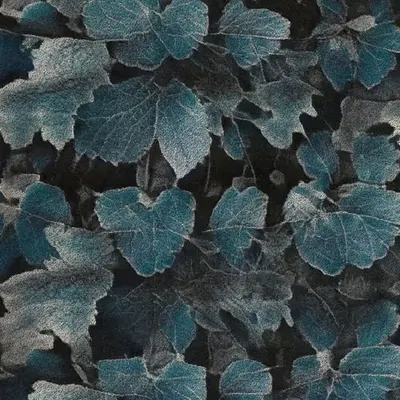 Apparatus Vitis #32