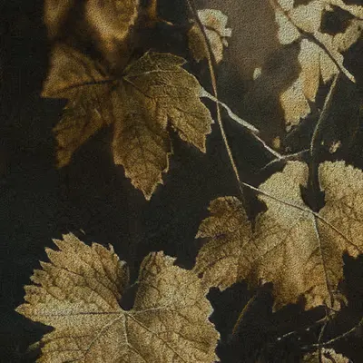 Apparatus Vitis #6