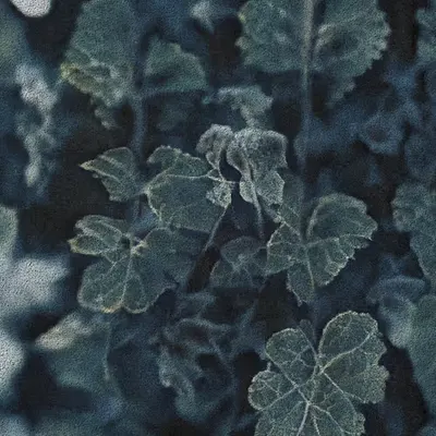 Apparatus Vitis #31
