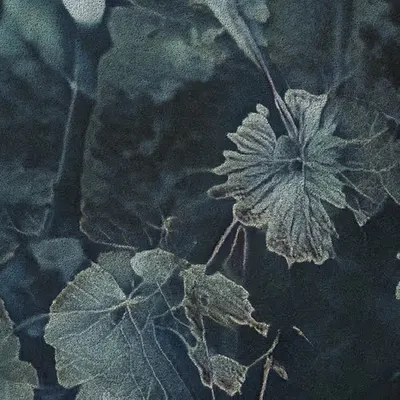 Apparatus Vitis #29