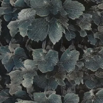 Apparatus Vitis #28
