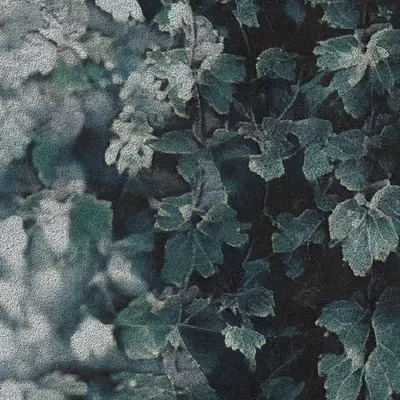 Apparatus Vitis #27