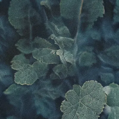 Apparatus Vitis #26