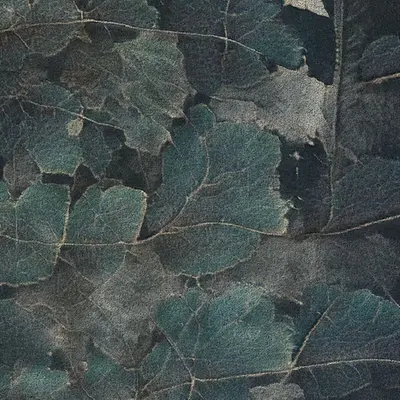 Apparatus Vitis #25