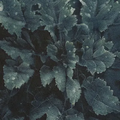 Apparatus Vitis #24