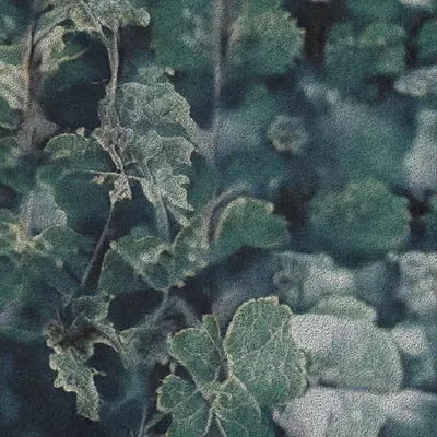 Apparatus Vitis #23