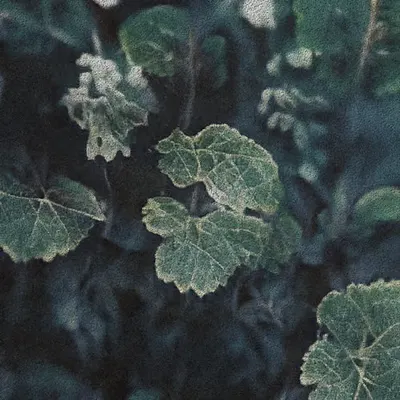 Apparatus Vitis #22