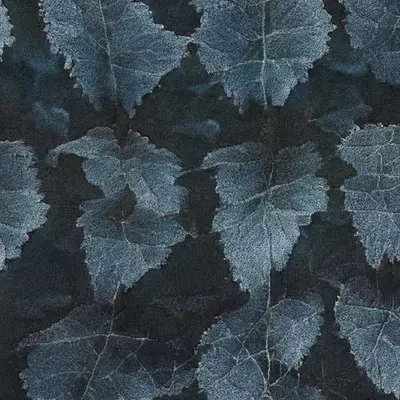 Apparatus Vitis #5